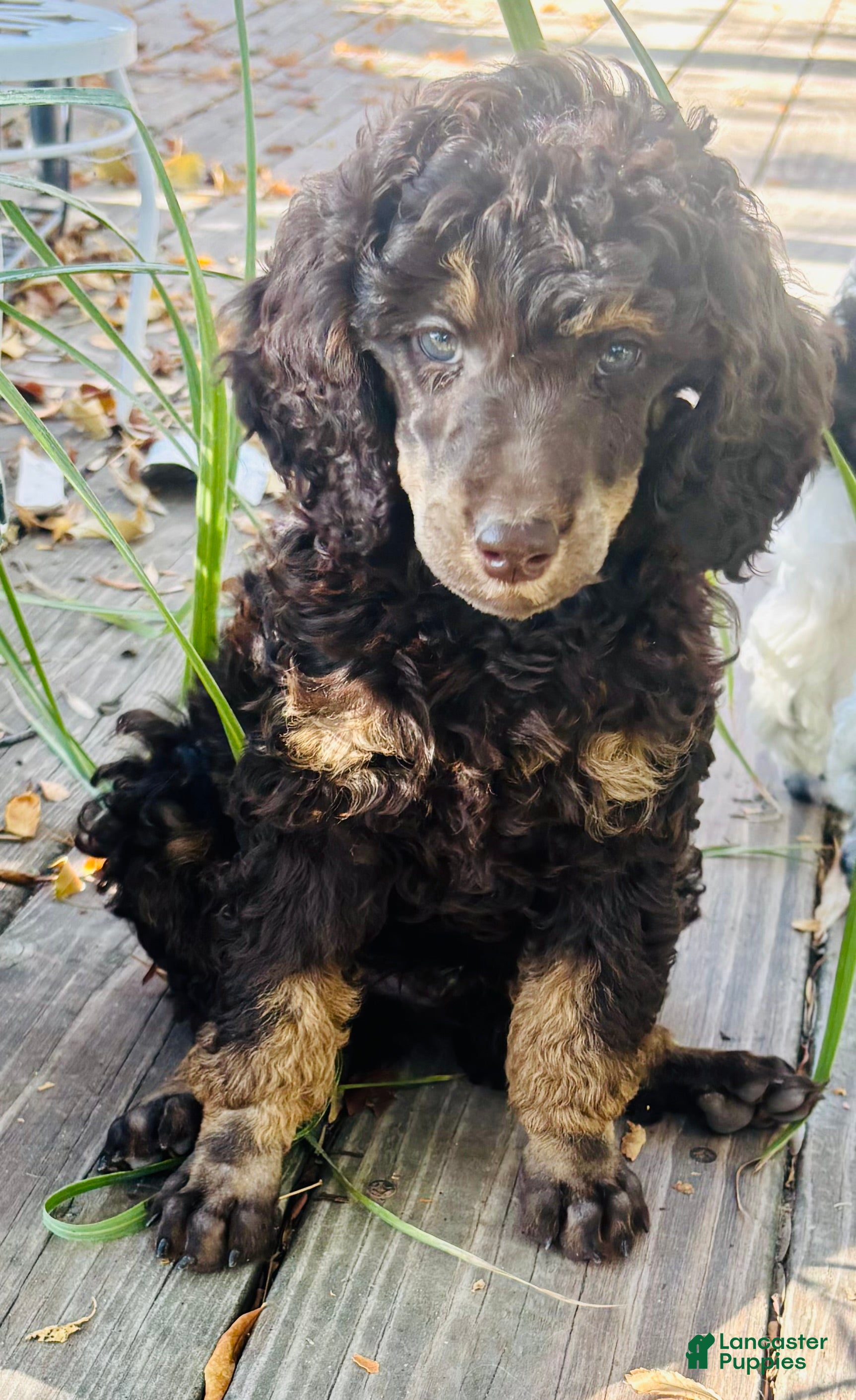 Standard Poodle dogs Standard Poodle 4 Brown Phantom - Ad 1