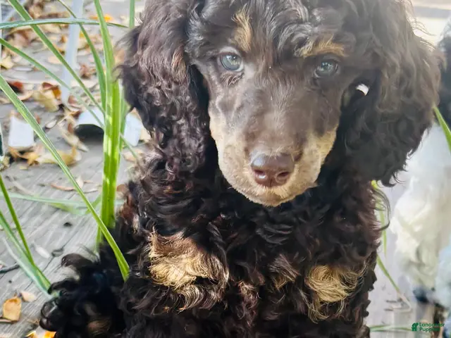 Standard Poodle dogs Standard Poodle 4 Brown Phantom - Ad 1