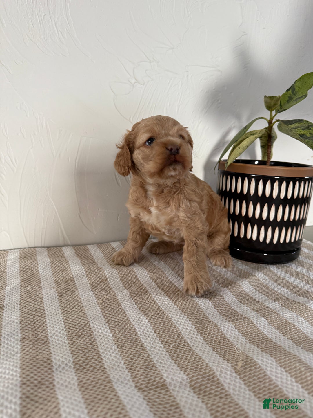 Cocker Spaniel dogs for sale: Daisy - Ad 10