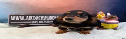 Miniature Dachshund dogs for sale: AKC Russian import - Ad 2