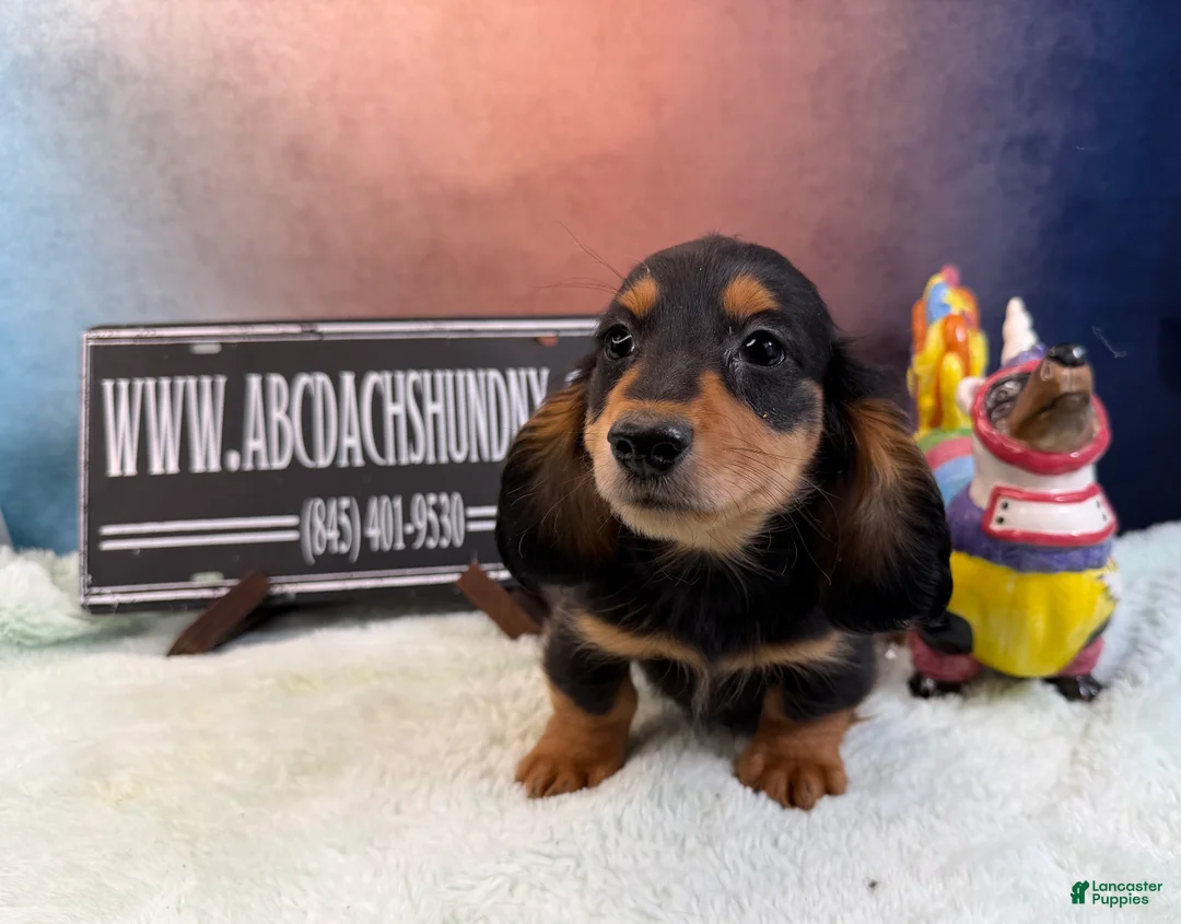 Miniature Dachshund dogs for sale: AKC Russian import - Ad 2