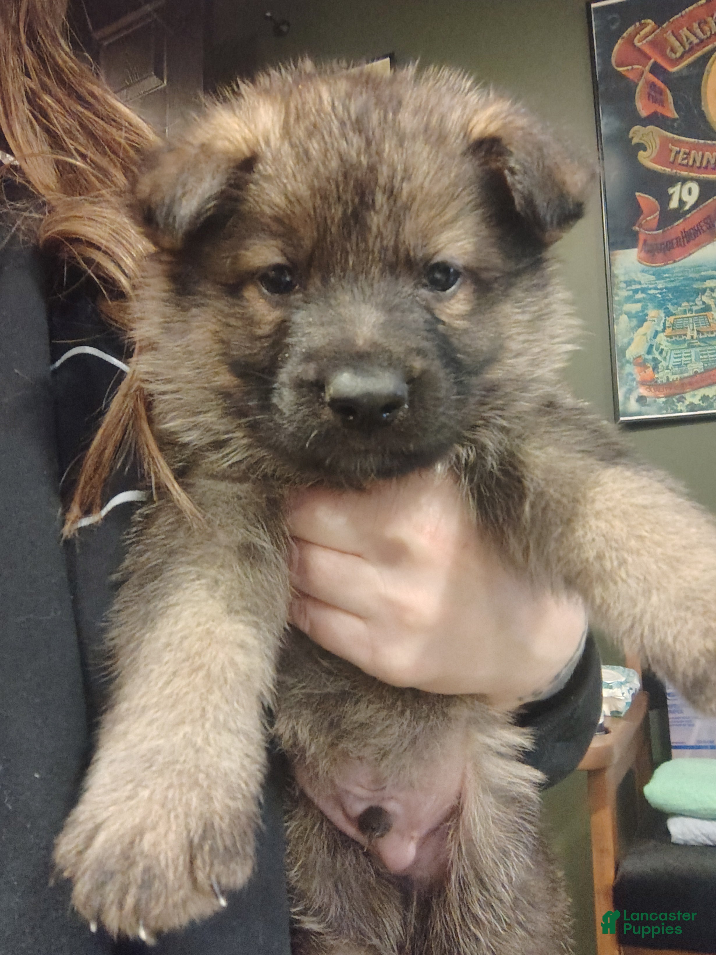 German Shepherd dogs Opie - Ad 1