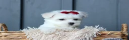 Maltese dogs for sale: OSCAR - Ad 11