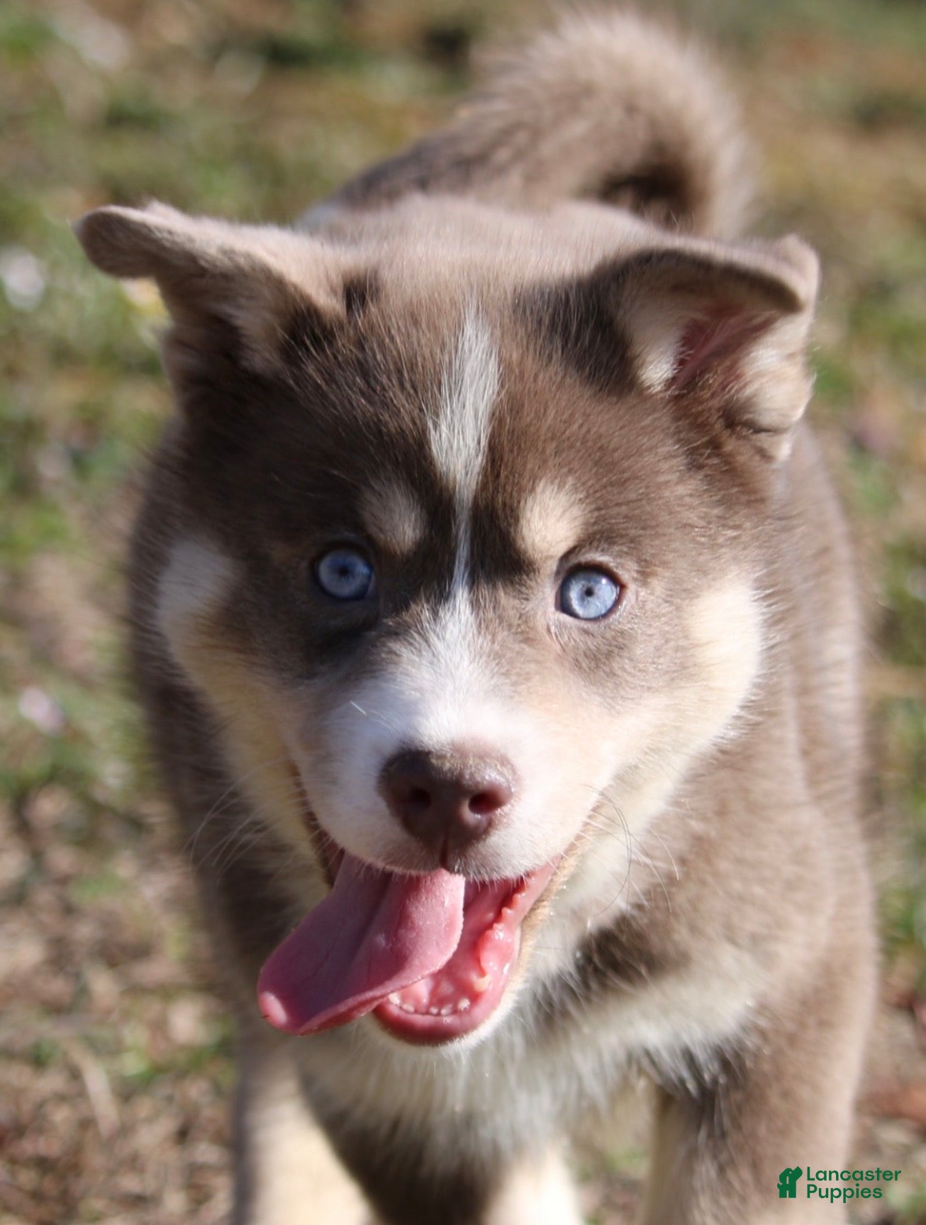 Pomsky dogs Lee - Ad 1