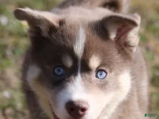 Pomsky dogs for sale: Lee - Ad 1