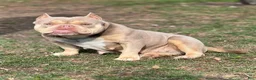 American Bully dogs for sale: Saweetie - Ad 11