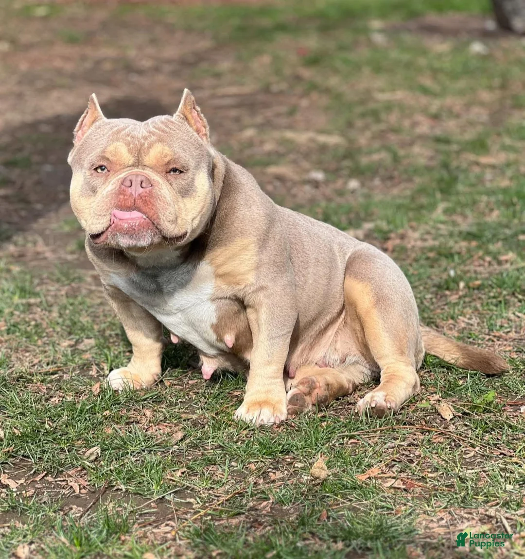 American Bully dogs for sale: Saweetie - Ad 11
