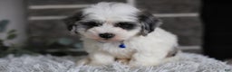 Maltipoo dogs for sale: Chubbs - Ad 9