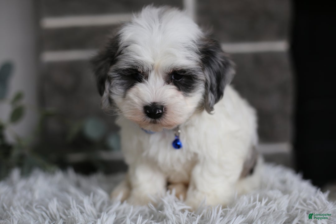 Maltipoo dogs for sale: Chubbs - Ad 9