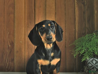 Miniature Dachshund dogs - Ad 20
