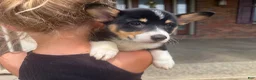 Welsh Corgi Pembroke dogs for sale: Ivy - Ad 6