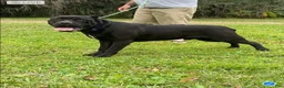 Cane Corso dogs for sale: Cane Corso Puppy 1 - Ad 5
