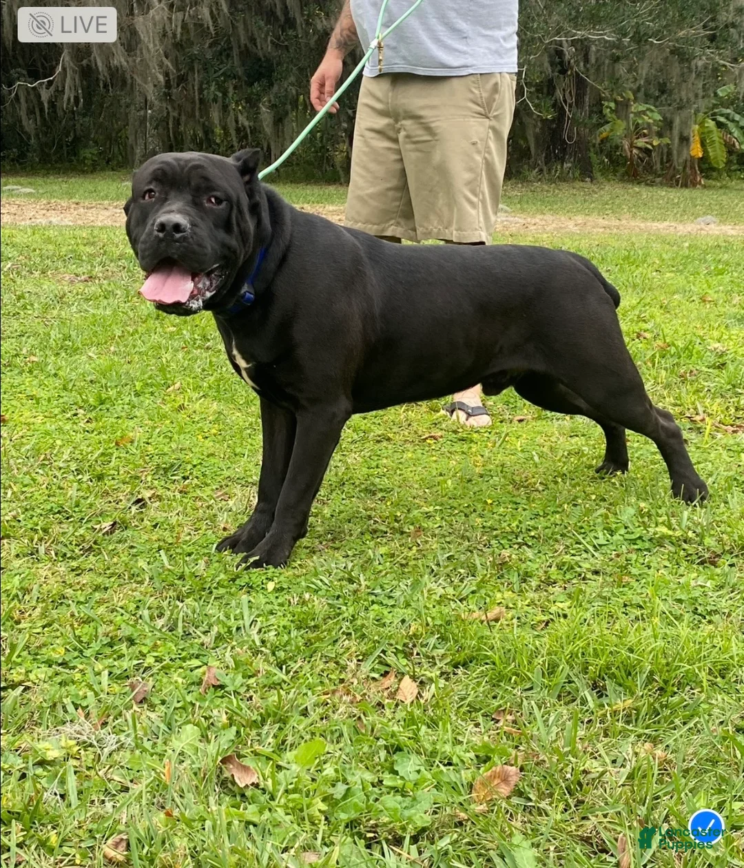 Cane Corso dogs for sale: Cane Corso Puppy 1 - Ad 5