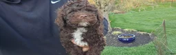 Portuguese Water Dog dogs for sale: Fargo - Ad 3