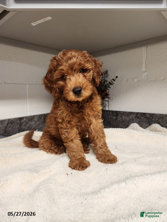 Mini Goldendoodle dogs Dylan - Ad 1
