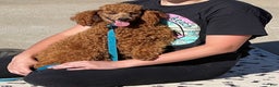 Miniature Poodle dogs for sale: Brent - Ad 4