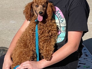 Miniature Poodle dogs Brent - Ad 1