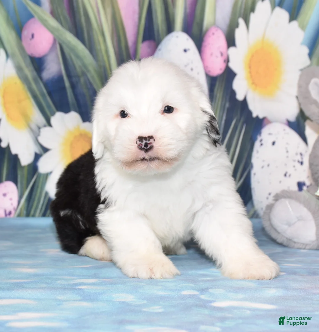 Old English Sheepdog dogs for sale: Theo - Ad 3