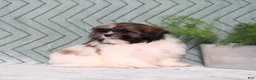 Shih Tzu dogs for sale: Irving - Ad 6