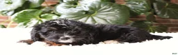 Mini Bernedoodle dogs for sale: Ella - Ad 3