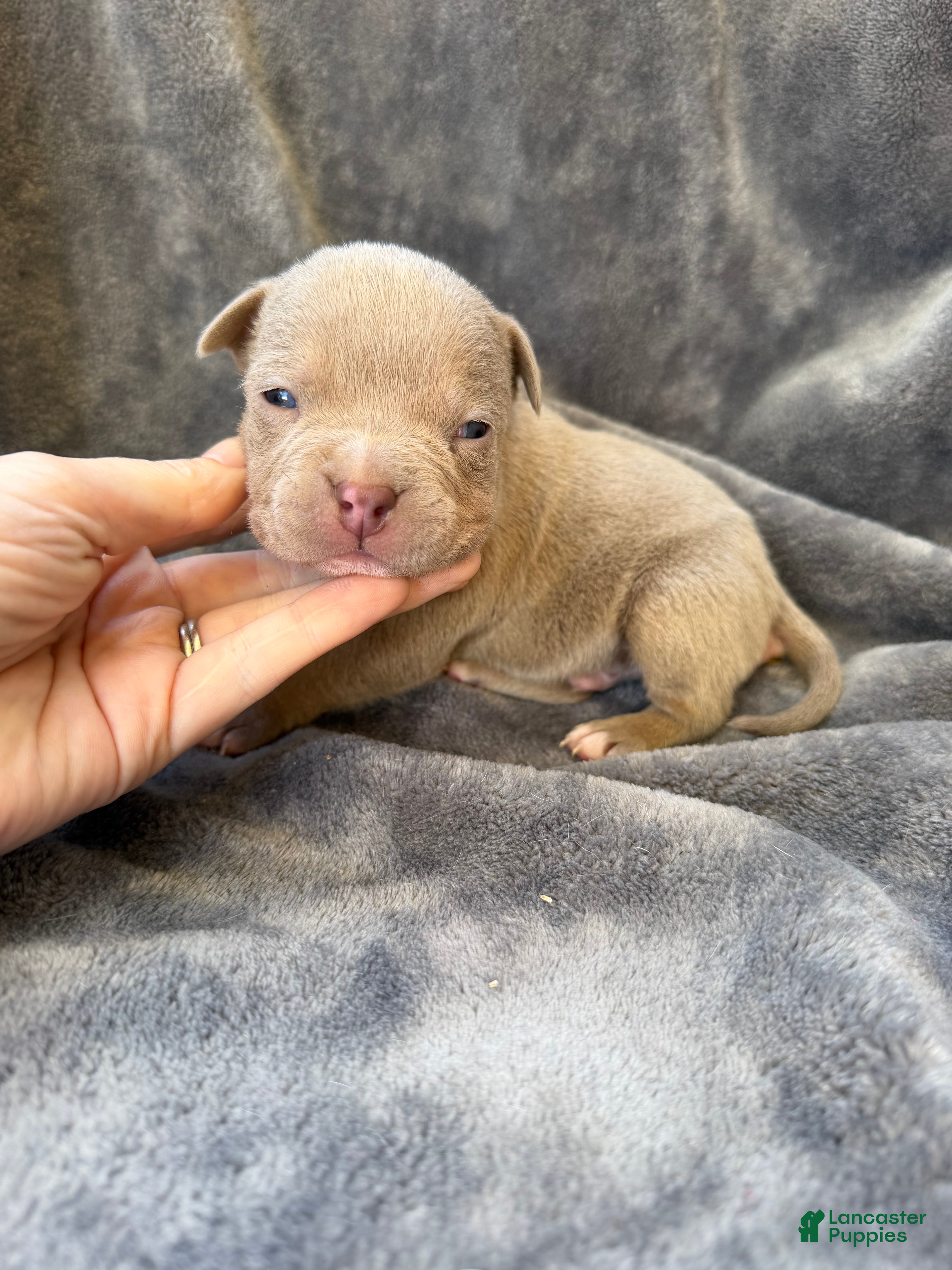 American Bully dogs Marshall  - Ad 2