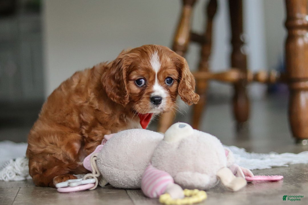Cavalier King Charles Spaniel dogs for sale: Charlie - Ad 5