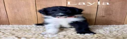 Mixed Breed dogs for sale: Layla - Ad 1