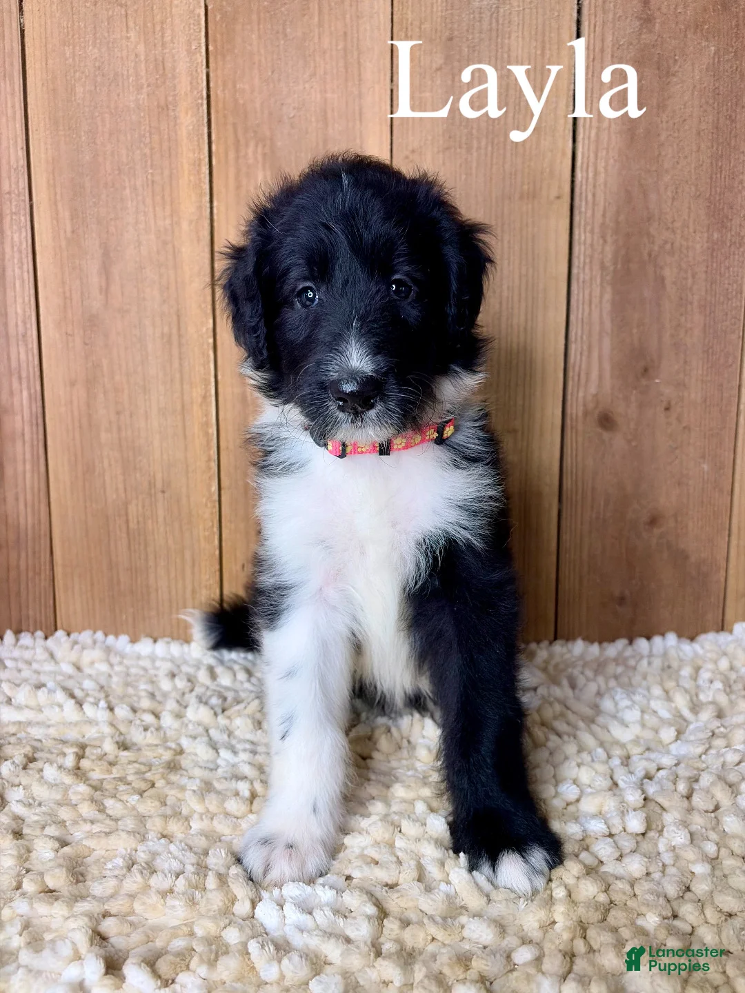 Mixed Breed dogs for sale: Layla - Ad 1