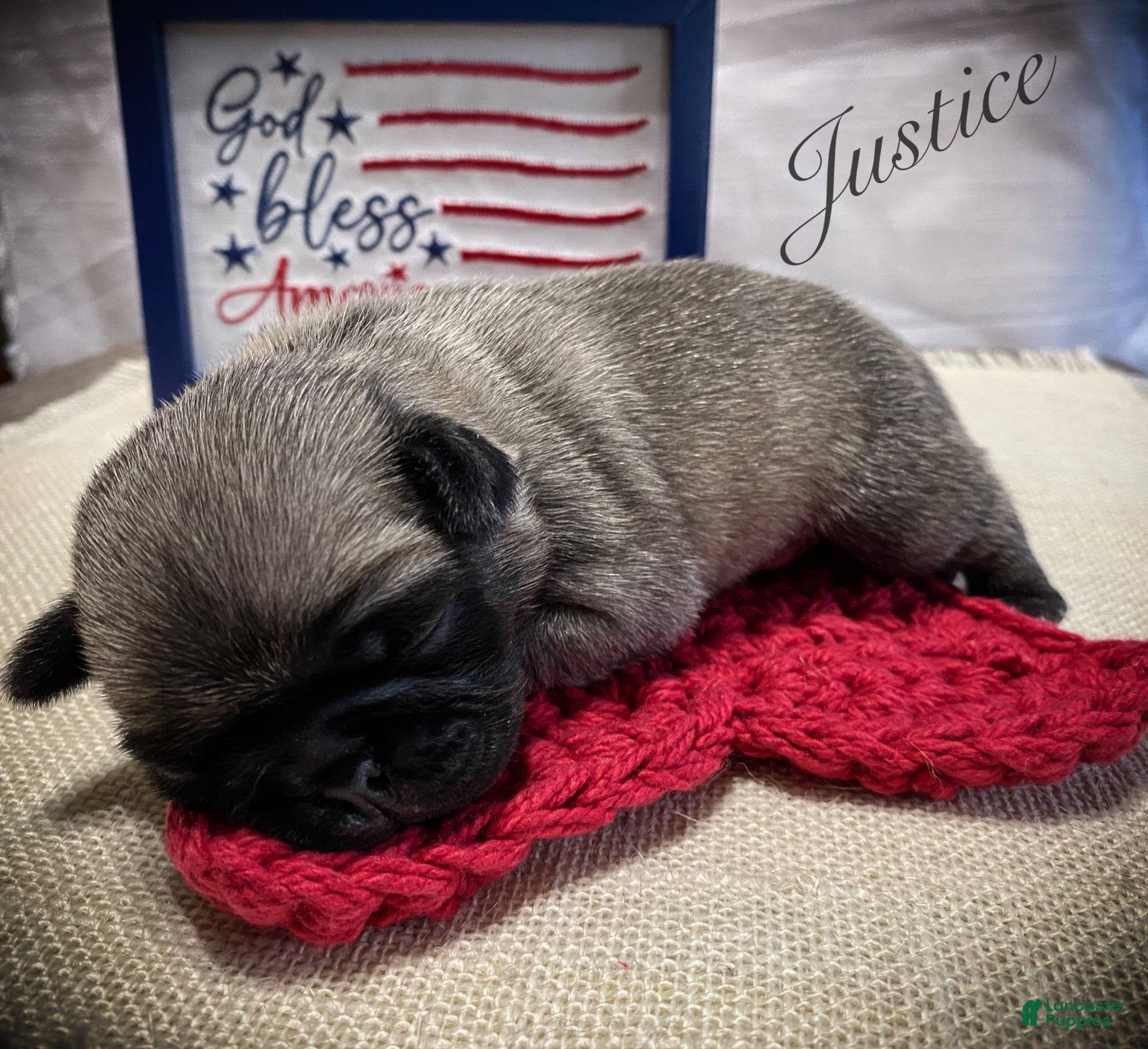 Pug dogs Justice - Ad 2