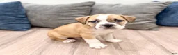Beabull dogs for sale: Duke - Ad 3