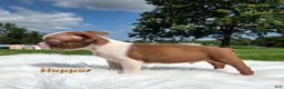 Boston Terrier dogs for sale: Hopper - Ad 2
