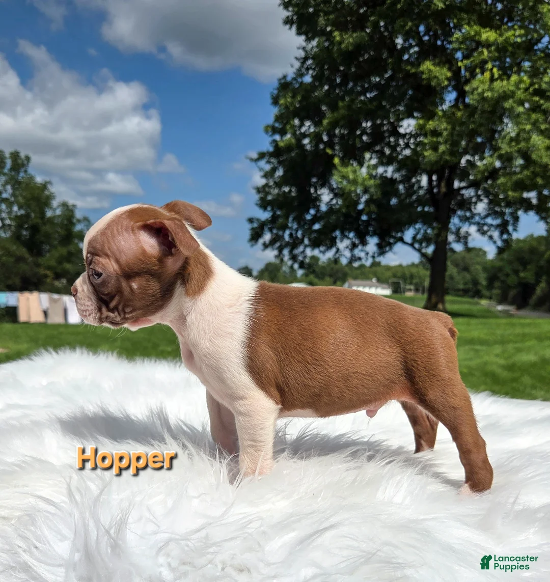 Boston Terrier dogs for sale: Hopper - Ad 2