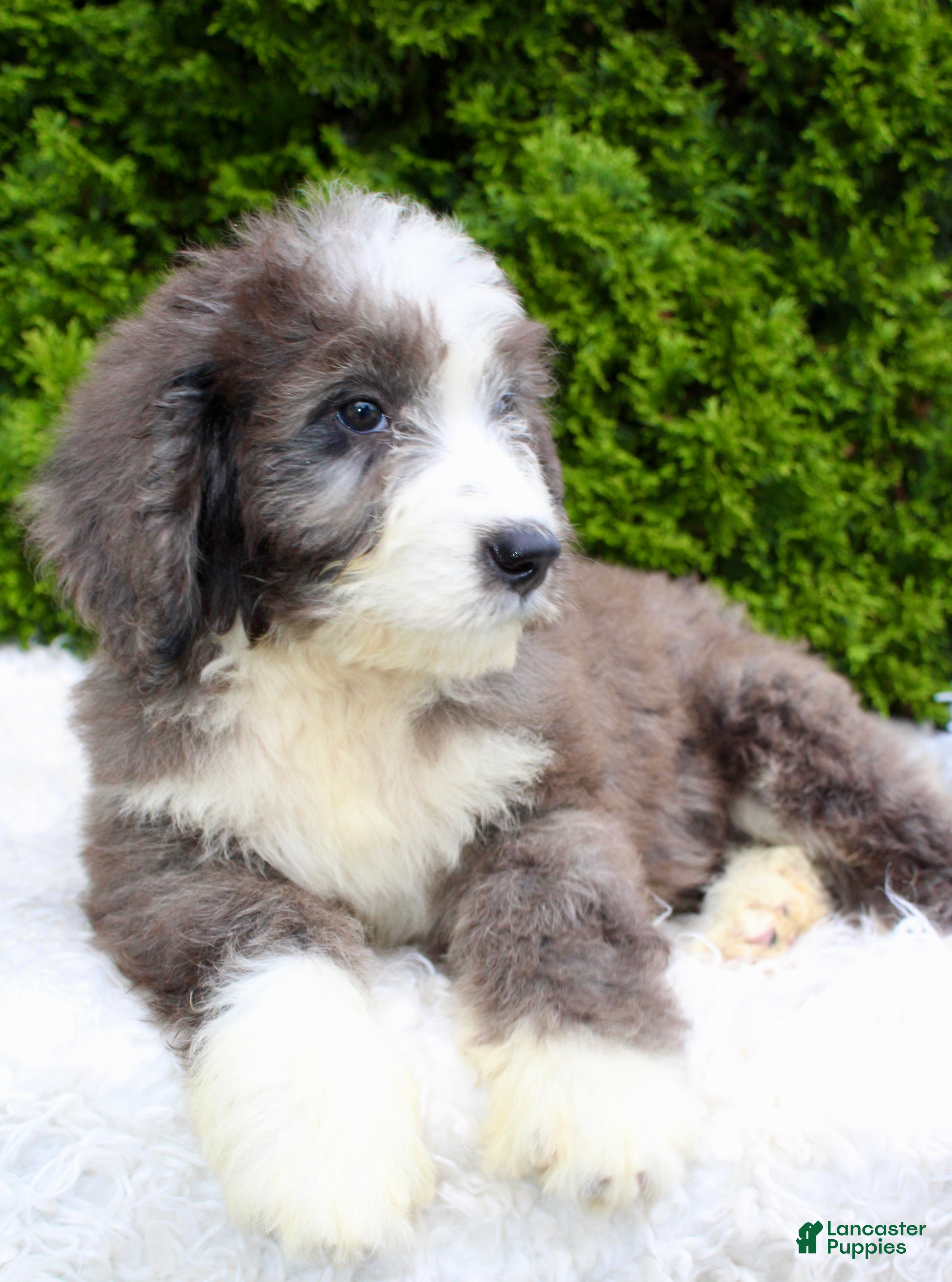 Bernedoodle dogs Charlie  - Ad 2