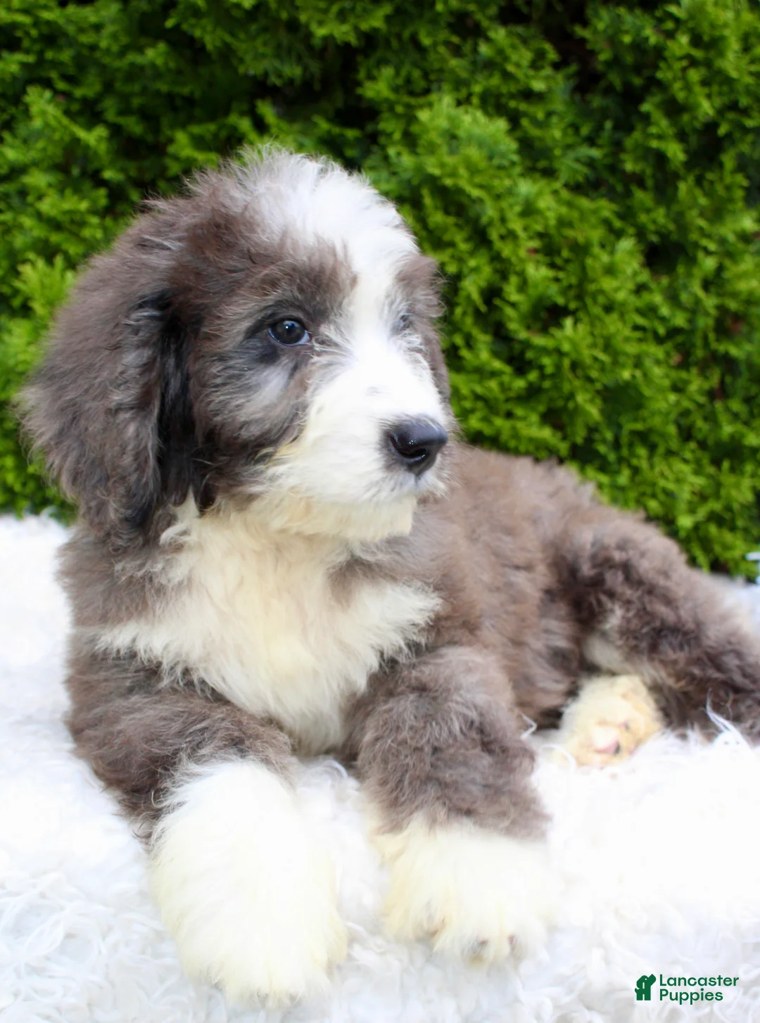 Bernedoodle dogs for sale: Charlie  - Ad 2