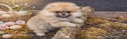 Pomeranian dogs for sale: NYX - F - Ad 10
