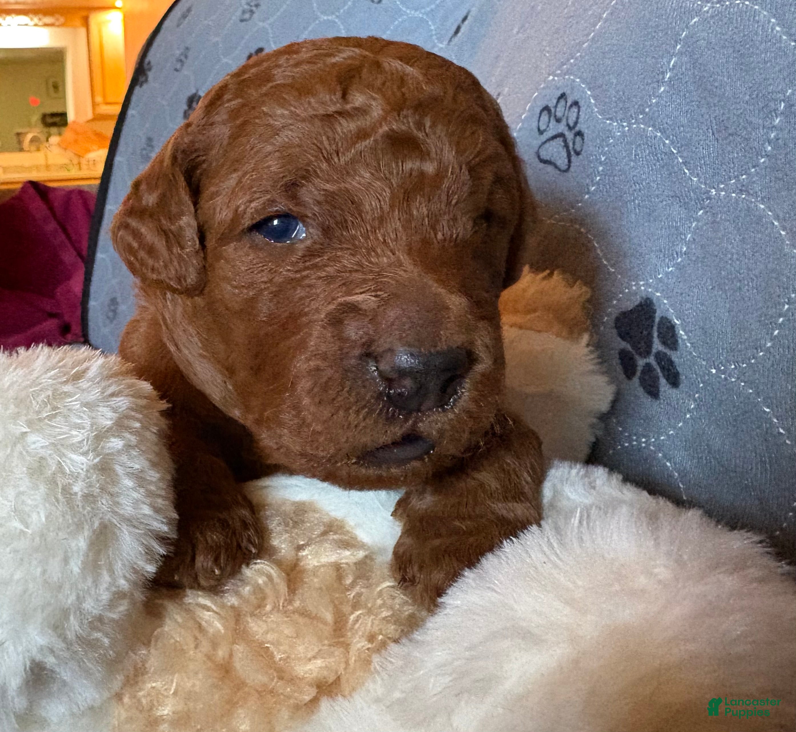 Goldendoodle dogs Simba - Ad 2