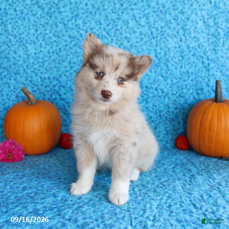 Pomsky dogs Raine - Ad 1