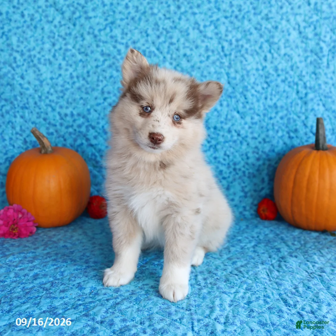 Pomsky dogs for sale: Raine - Ad 1