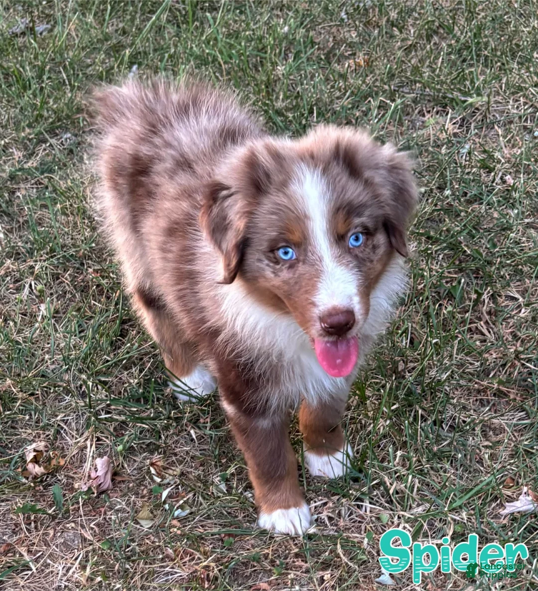 Australian Shepherd dogs for sale: Spider - Ad 2