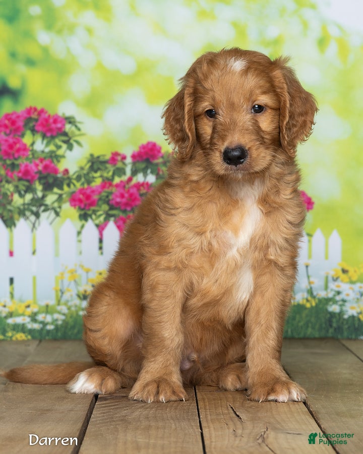 Goldendoodle dogs Darren - Ad 1