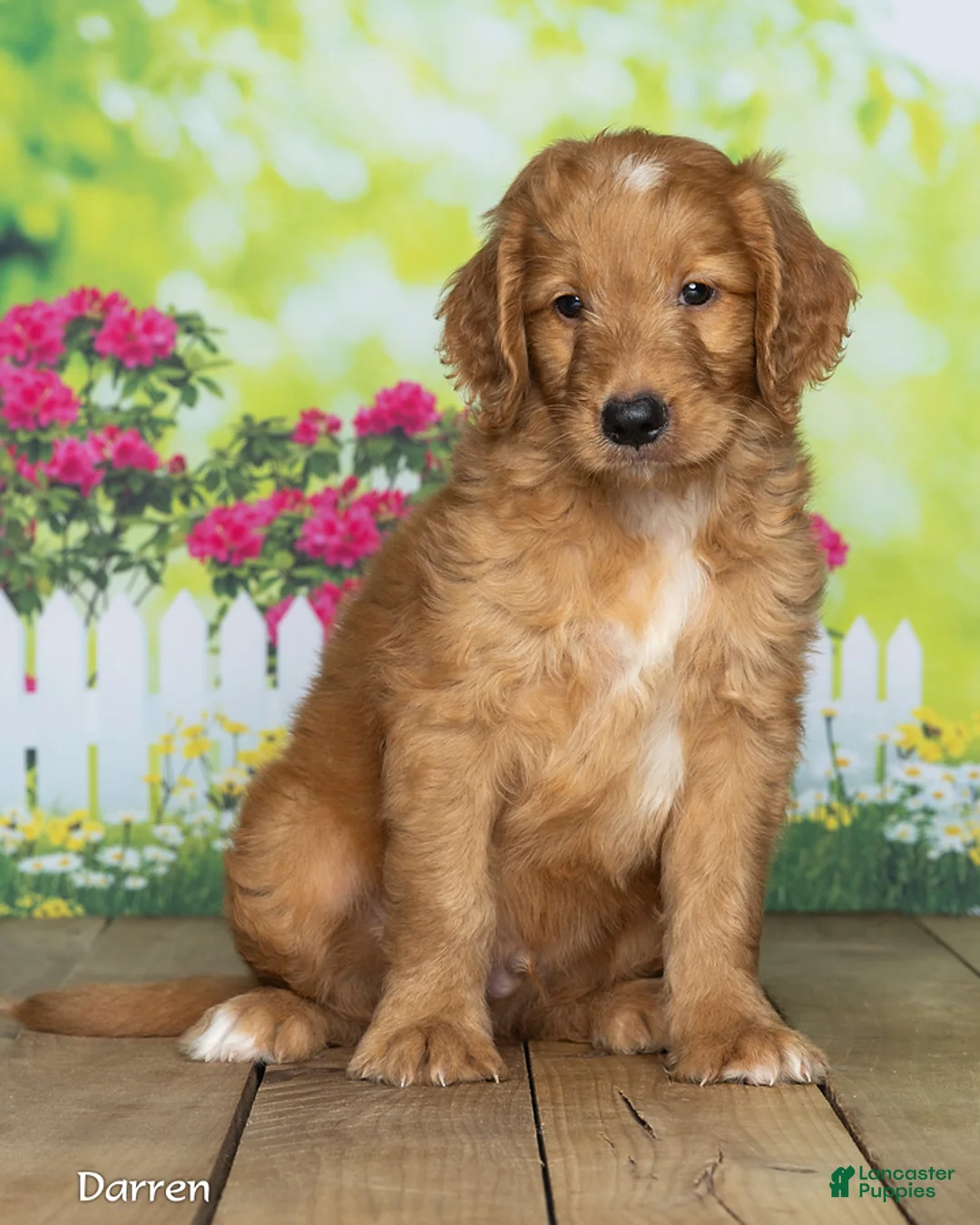 Goldendoodle dogs for sale: Darren - Ad 1