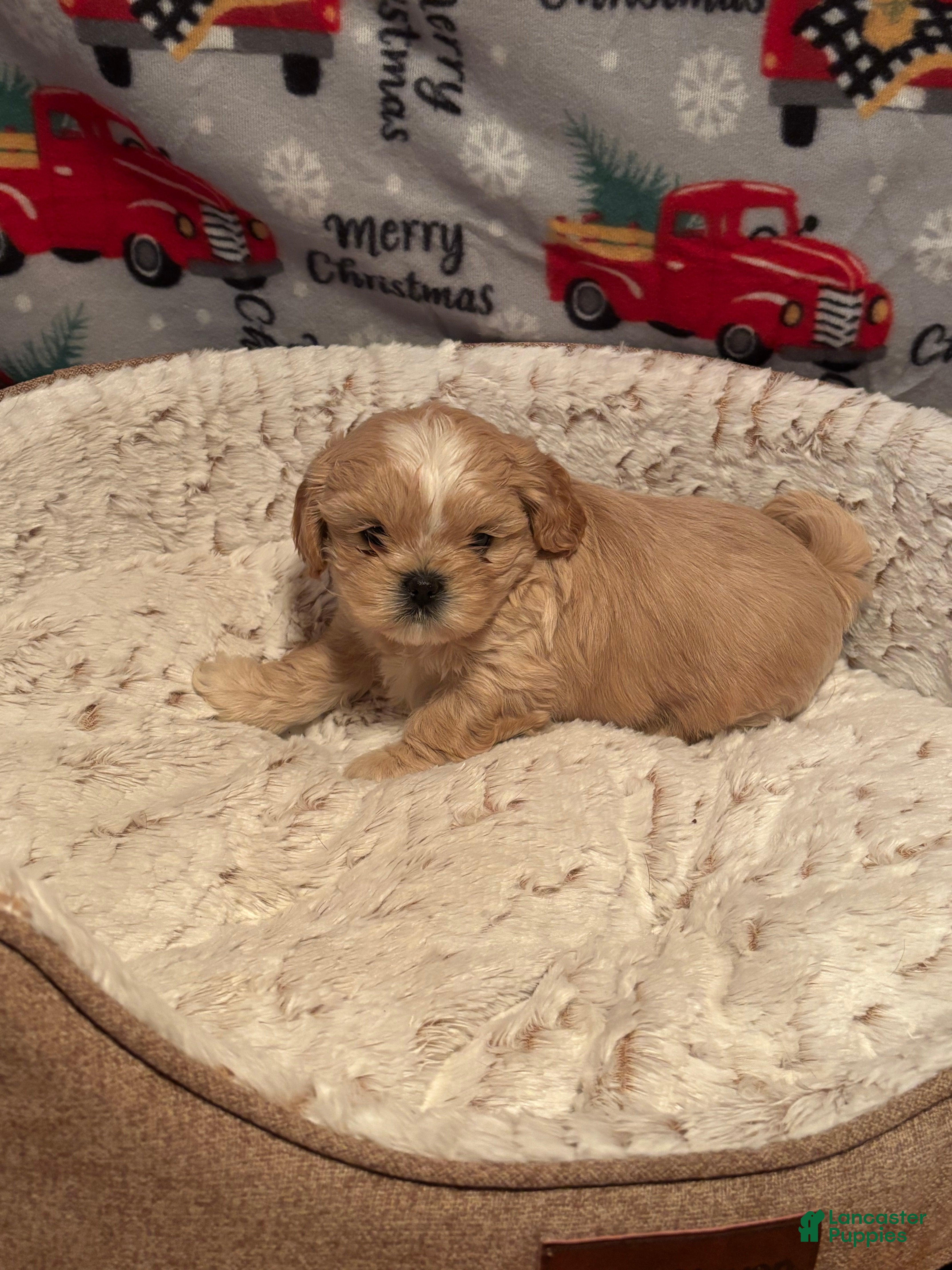 Shih Tzu dogs Cream puff - Ad 2