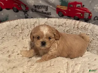 Shih Tzu dogs for sale: Cream puff - Ad 4