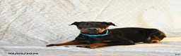 Doberman Pinscher dogs for sale: Roxie - Ad 4