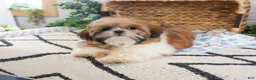 Shih Tzu dogs for sale: Theon  - Ad 7