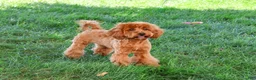 Cavapoo dogs for sale: Amore - Ad 4