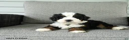 Bernedoodle dogs for sale: Serenade - Ad 5