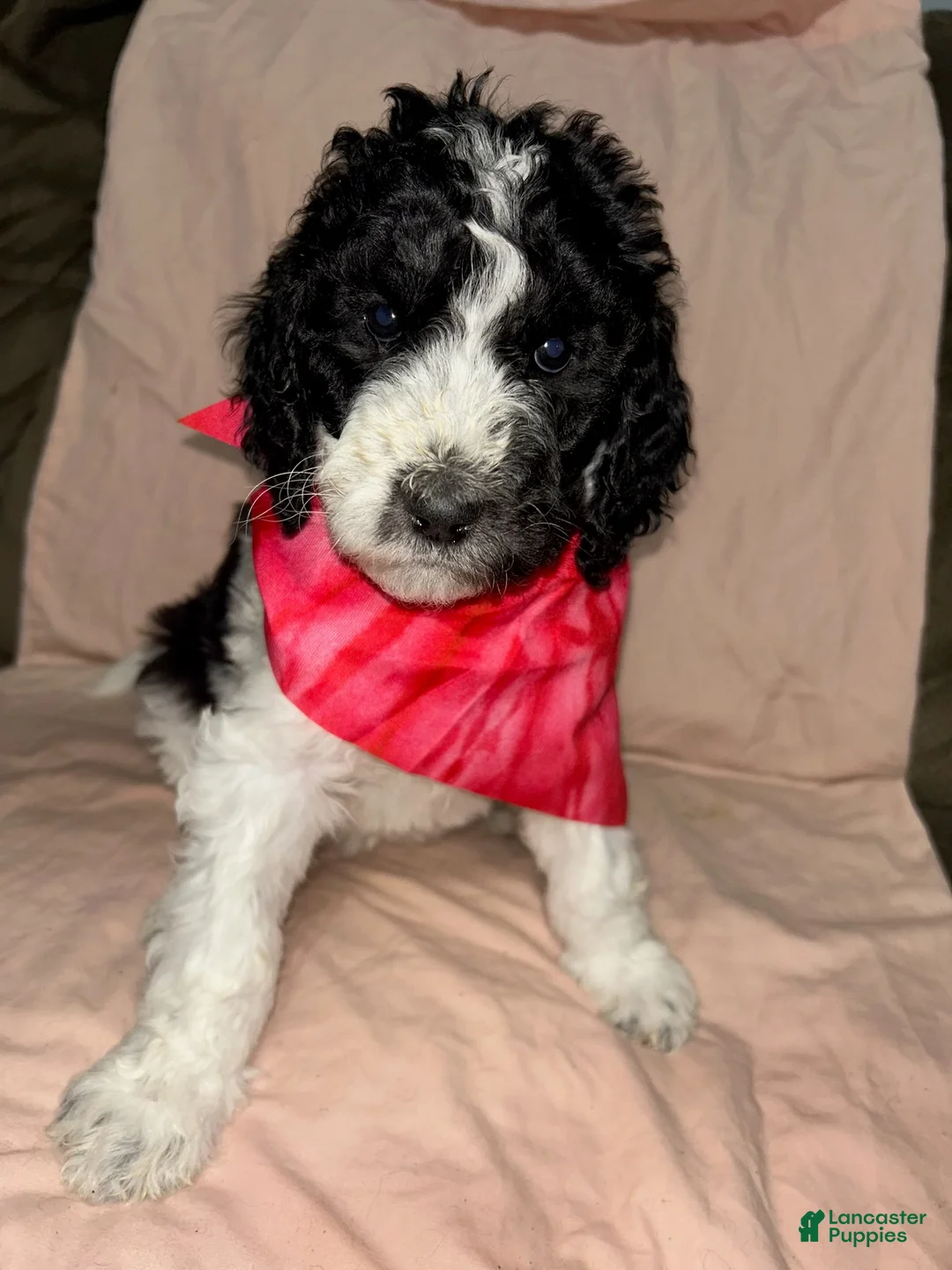 Standard Poodle dogs for sale: Standard Poodle Puppy 6 - Ad 1