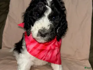 Standard Poodle dogs Standard Poodle Puppy 6 - Ad 42