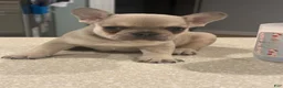 French Bulldog dogs for sale: French Bulldog 2 - Ad 3
